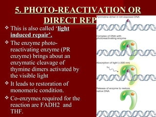 85
5. PHOTO-REACTIVATION OR5. PHOTO-REACTIVATION OR
DIRECT REPAIRDIRECT REPAIR
 This is also called ‘This is also called ‘lightlight
induced repair’.induced repair’.
 The enzyme photo-The enzyme photo-
reactivating enzyme (PRreactivating enzyme (PR
enzyme) brings about anenzyme) brings about an
enzymatic cleavage ofenzymatic cleavage of
thymine dimers activated bythymine dimers activated by
the visible lightthe visible light
 It leads to restoration ofIt leads to restoration of
monomeric condition.monomeric condition.
 Co-enzymes required for theCo-enzymes required for the
reaction are FADH2 andreaction are FADH2 and
THF.THF.
 