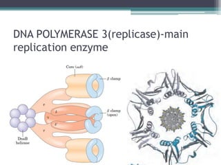 DNA POLYMERASE 3(replicase)-main
replication enzyme
 