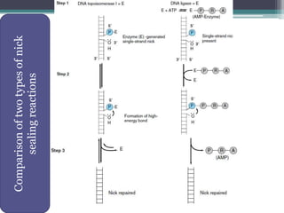Comparisonoftwotypesofnick
sealingreactions
 