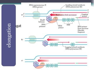 • elongation
elongation
 
