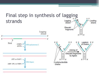Final step in synthesis of lagging
strands
 