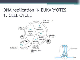 DNA replication IN EUKARYOTES
1. CELL CYCLE
 