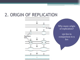 2. ORIGIN OF REPLICATION
Why many origin
of replication?
150 hrs in
comparison to 9
hrs
 