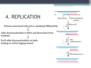 4. REPLICATION
Primase associated with pol α—produces RNA primer
Adds deoxynucleotides to RNA and dissociates from
template
Pol δ adds deoxynucleotides on both
leading as well as lagging strand
 