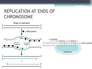 REPLICATION AT ENDS OF
CHROMOSOME
 