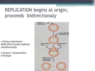REPLICATION begins at origin;
proceeds bidirectionaly
1.Cairns experiment:
Both DNA strands replicate
simultaneously
2.Inman’s denaturation
technique
 