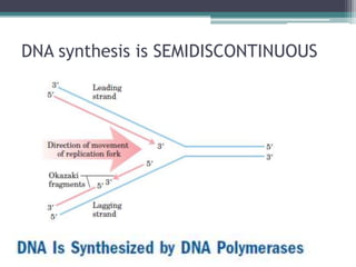 DNA synthesis is SEMIDISCONTINUOUS
 