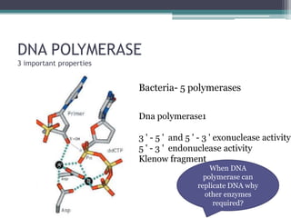 DNA POLYMERASE
3 important properties
Bacteria- 5 polymerases
Dna polymerase1
3 ' - 5 ' and 5 ' - 3 ' exonuclease activity
5 ' - 3 ' endonuclease activity
Klenow fragment
When DNA
polymerase can
replicate DNA why
other enzymes
required?
 
