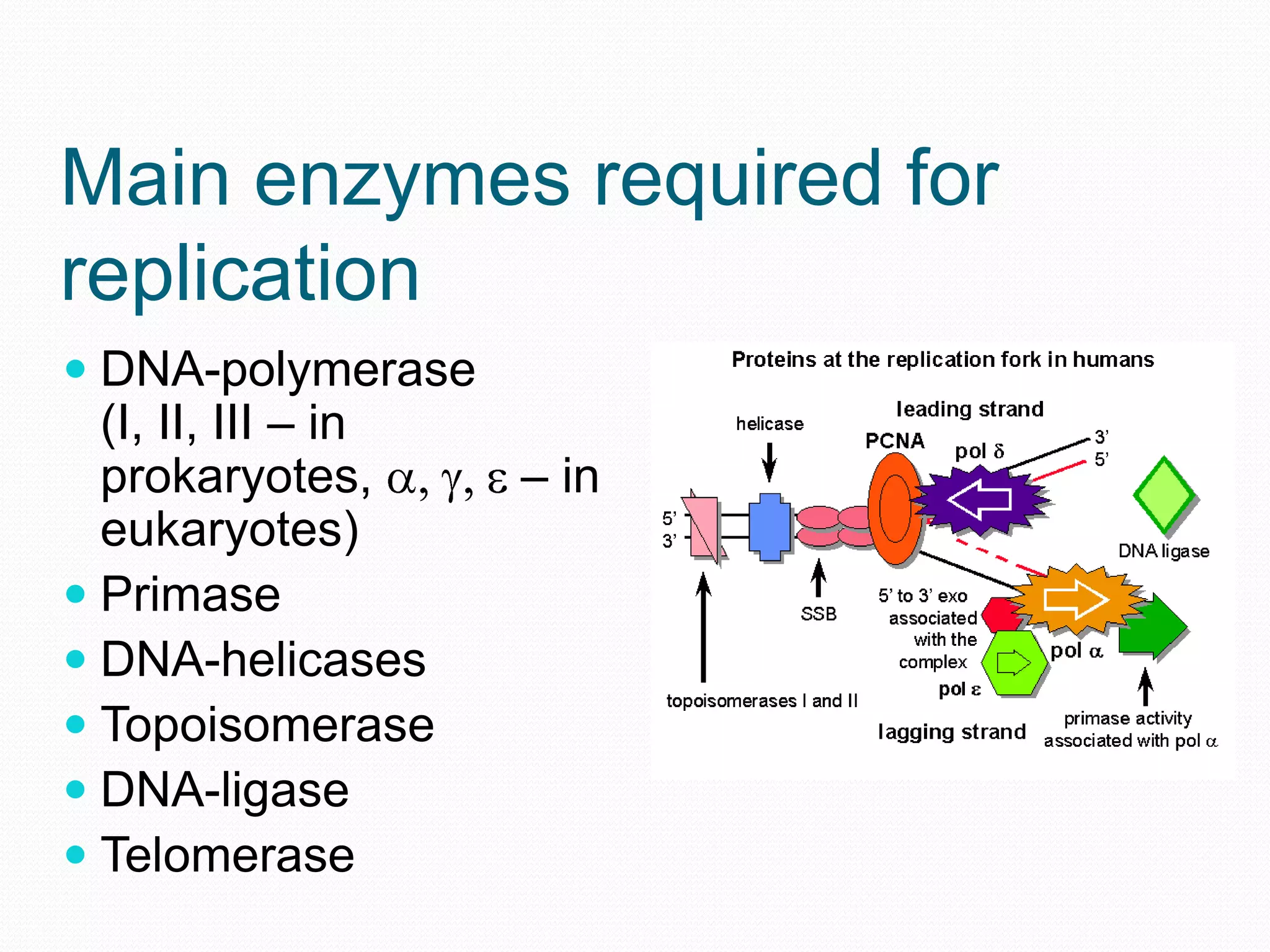 Main enzymes required for
replication
 DNA-polymerase
(I, II, III – in
prokaryotes,
– in
eukaryotes)
 Primase
 DNA-helicases
 Topoisomerase
 DNA-ligase
 Telomerase

 