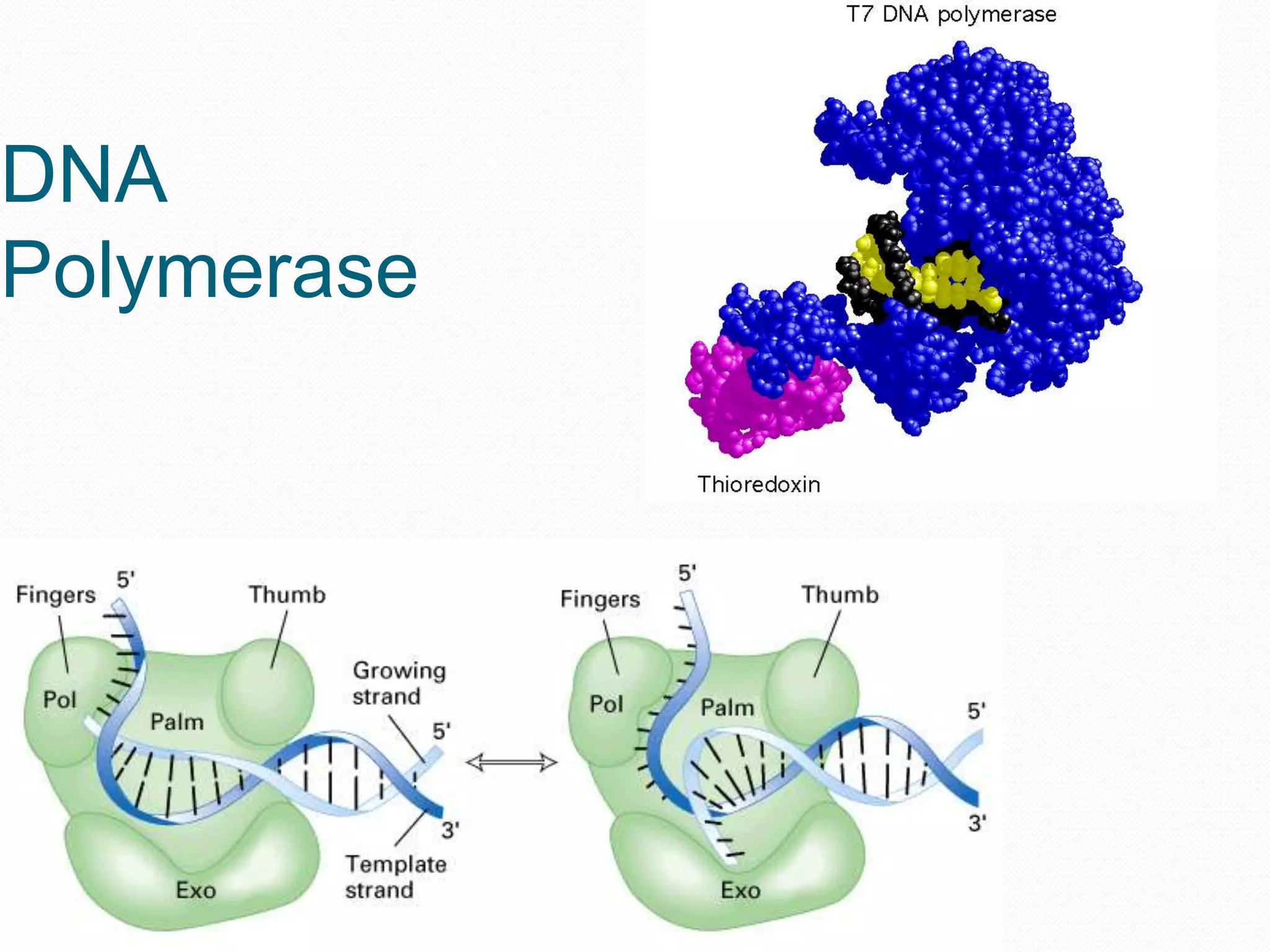 DNA
Polymerase

 
