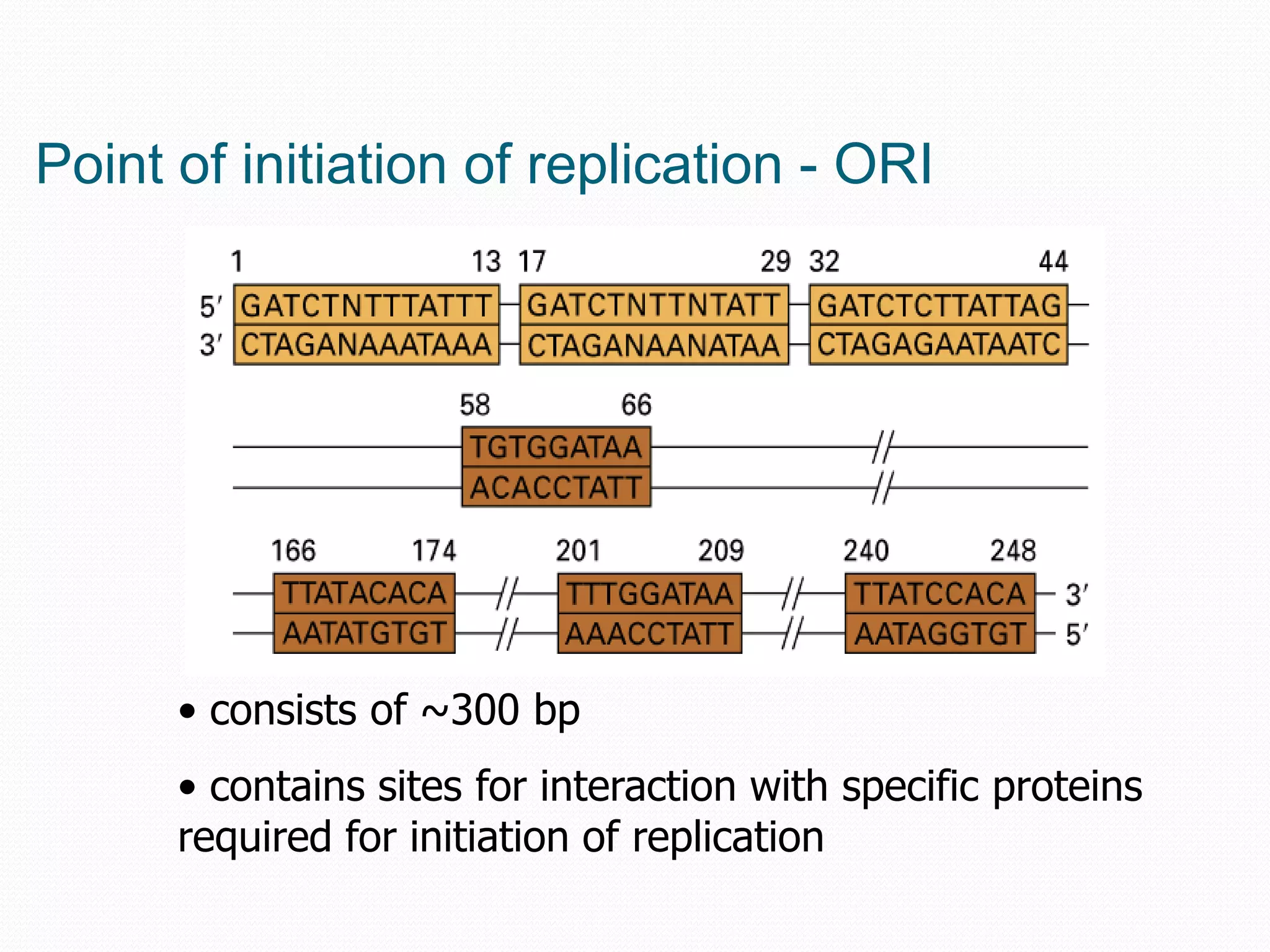 Point of initiation of replication - ORI

• consists of ~300 bp

• contains sites for interaction with specific proteins
required for initiation of replication

 