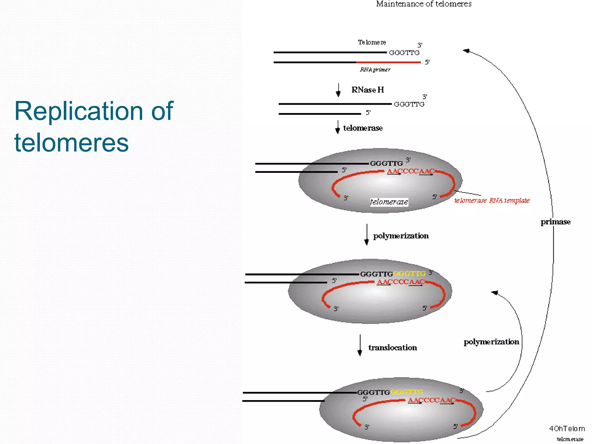 Replication of
telomeres

 
