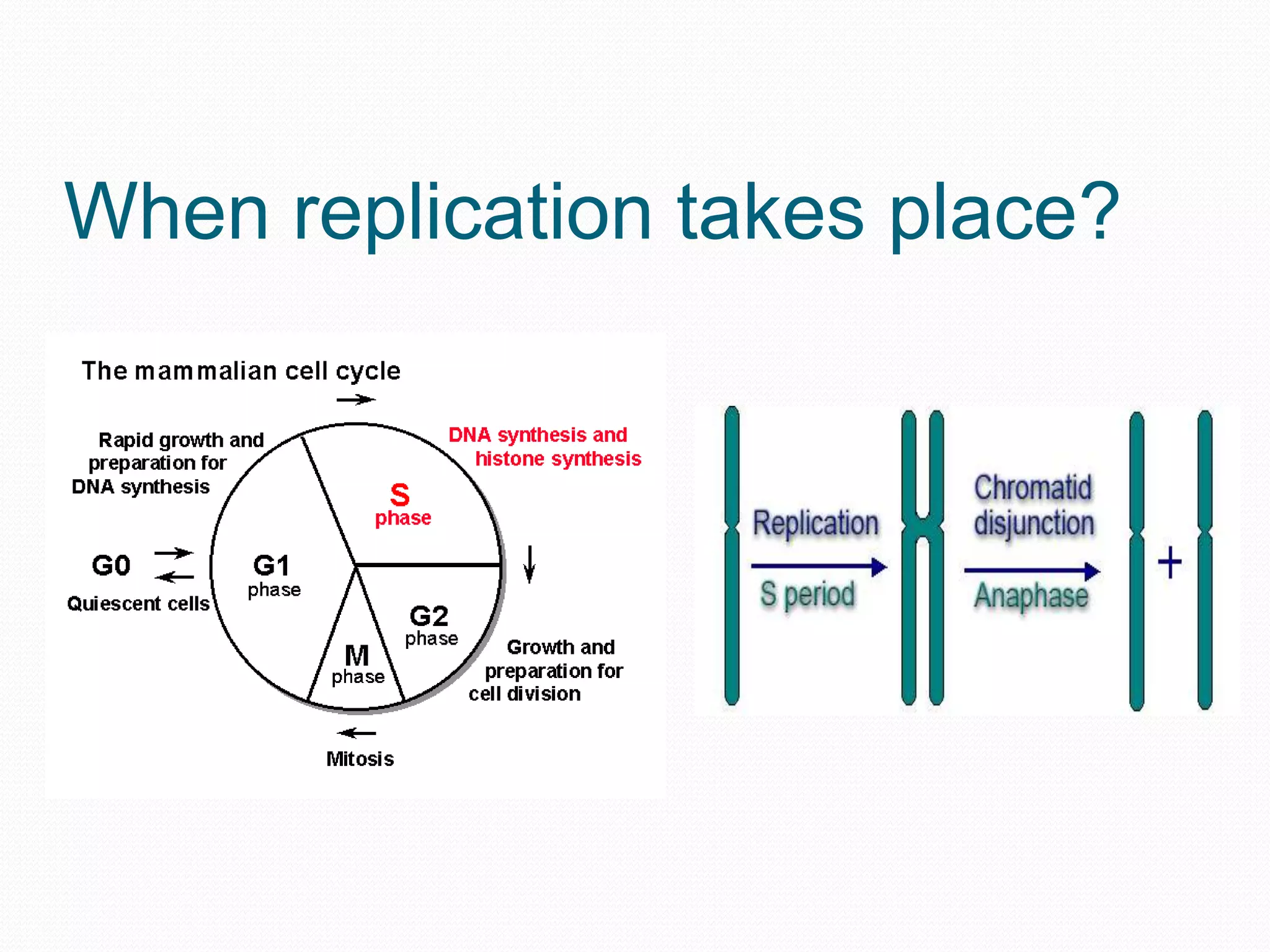 When replication takes place?

 