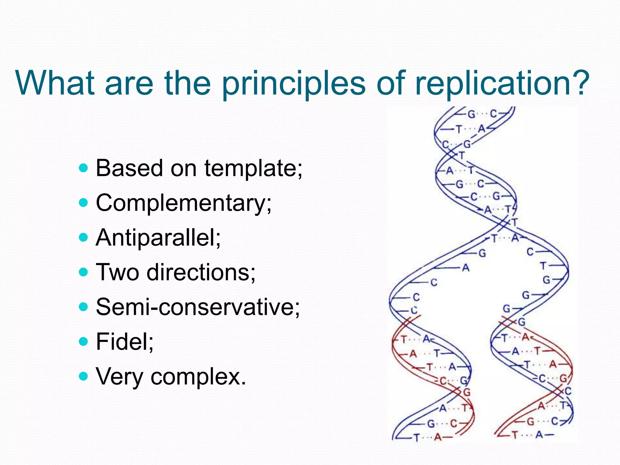 What are the principles of replication?
 Based on template;
 Complementary;

 Antiparallel;
 Two directions;
 Semi-conservative;

 Fidel;
 Very complex.

 