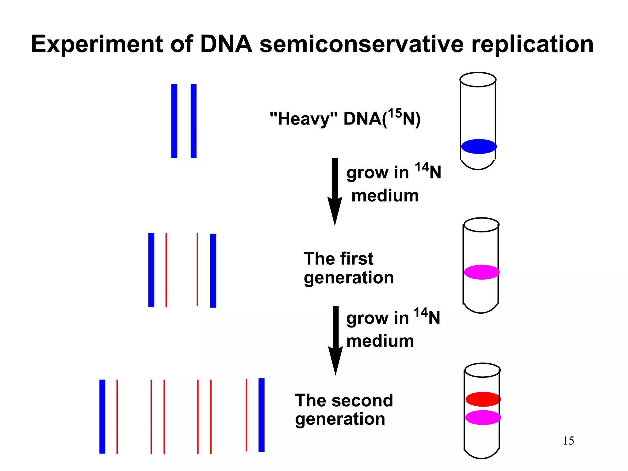 Experiment of DNA semiconservative replication
"Heavy" DNA(15N)
grow in 14N
medium
The first
generation
grow in 14N
medium
The second
generation
15

 