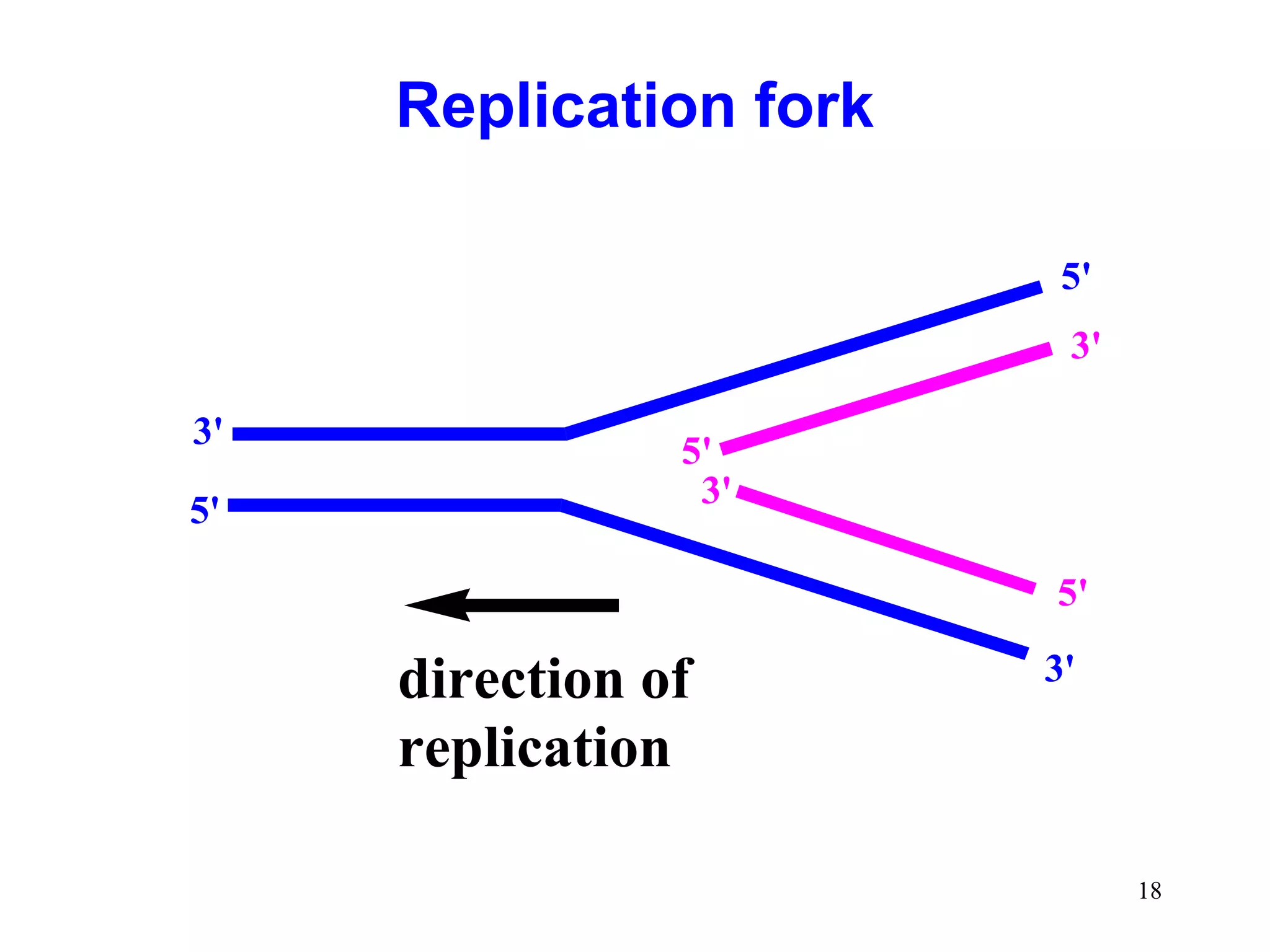 Replication fork
5'
3'
3'
5'

5'
3'
5'

direction of
replication

3'

18

 