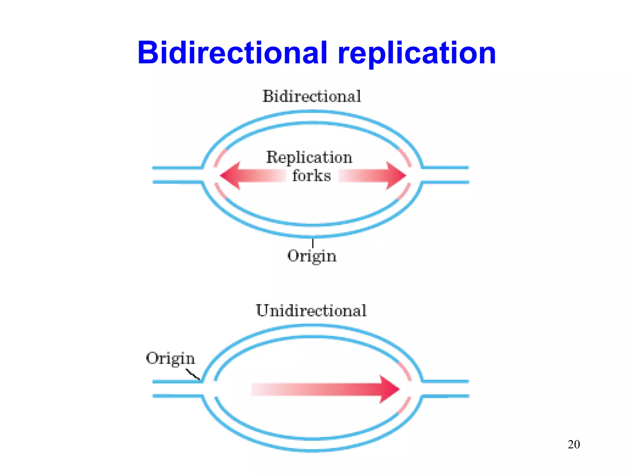 Bidirectional replication

20

 