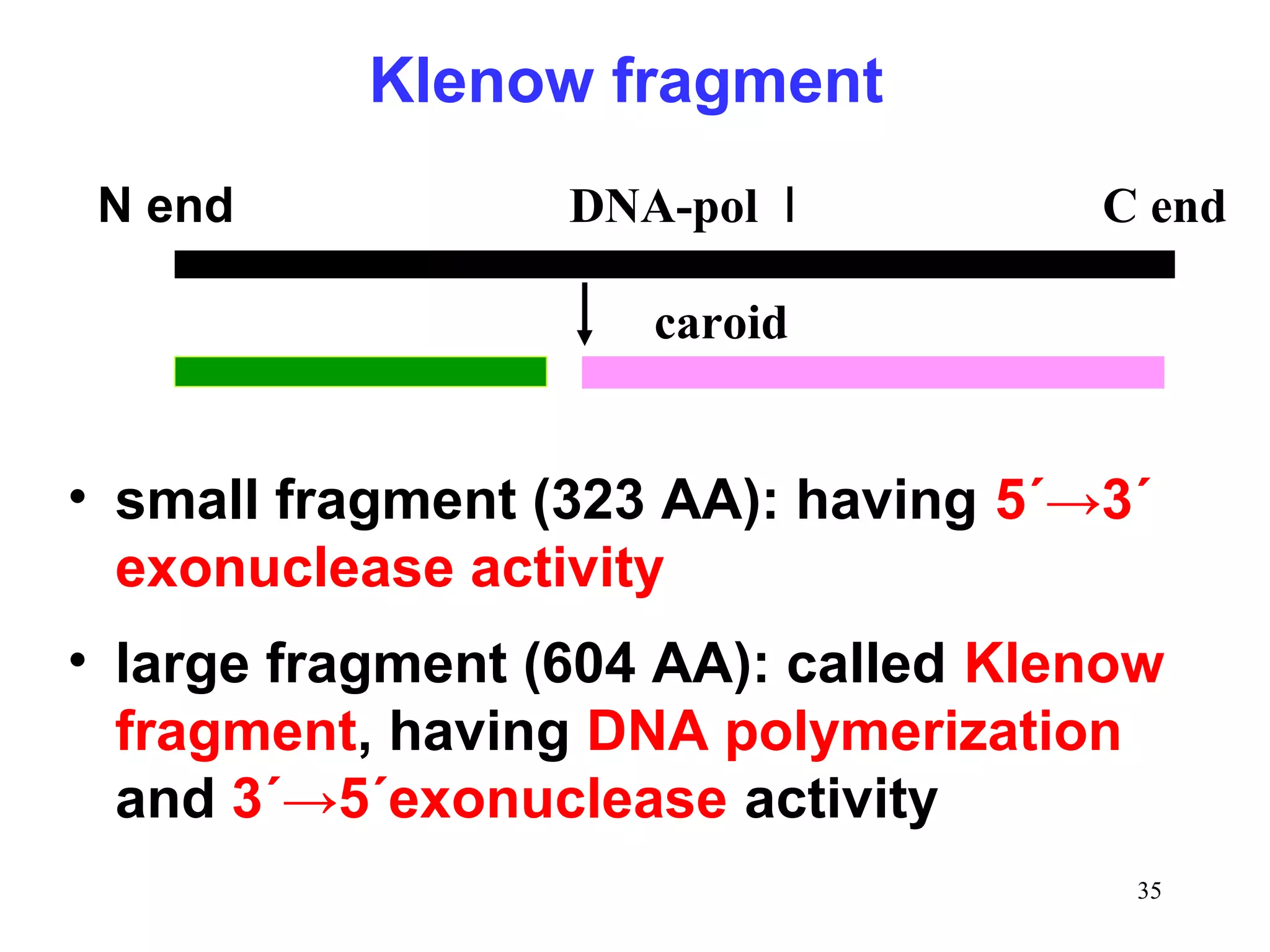 Klenow fragment
N end

DNA-pol Ⅰ

C end

caroid

• small fragment (323 AA): having 5´→3´
exonuclease activity
• large fragment (604 AA): called Klenow
fragment, having DNA polymerization
and 3´→5´exonuclease activity
35

 