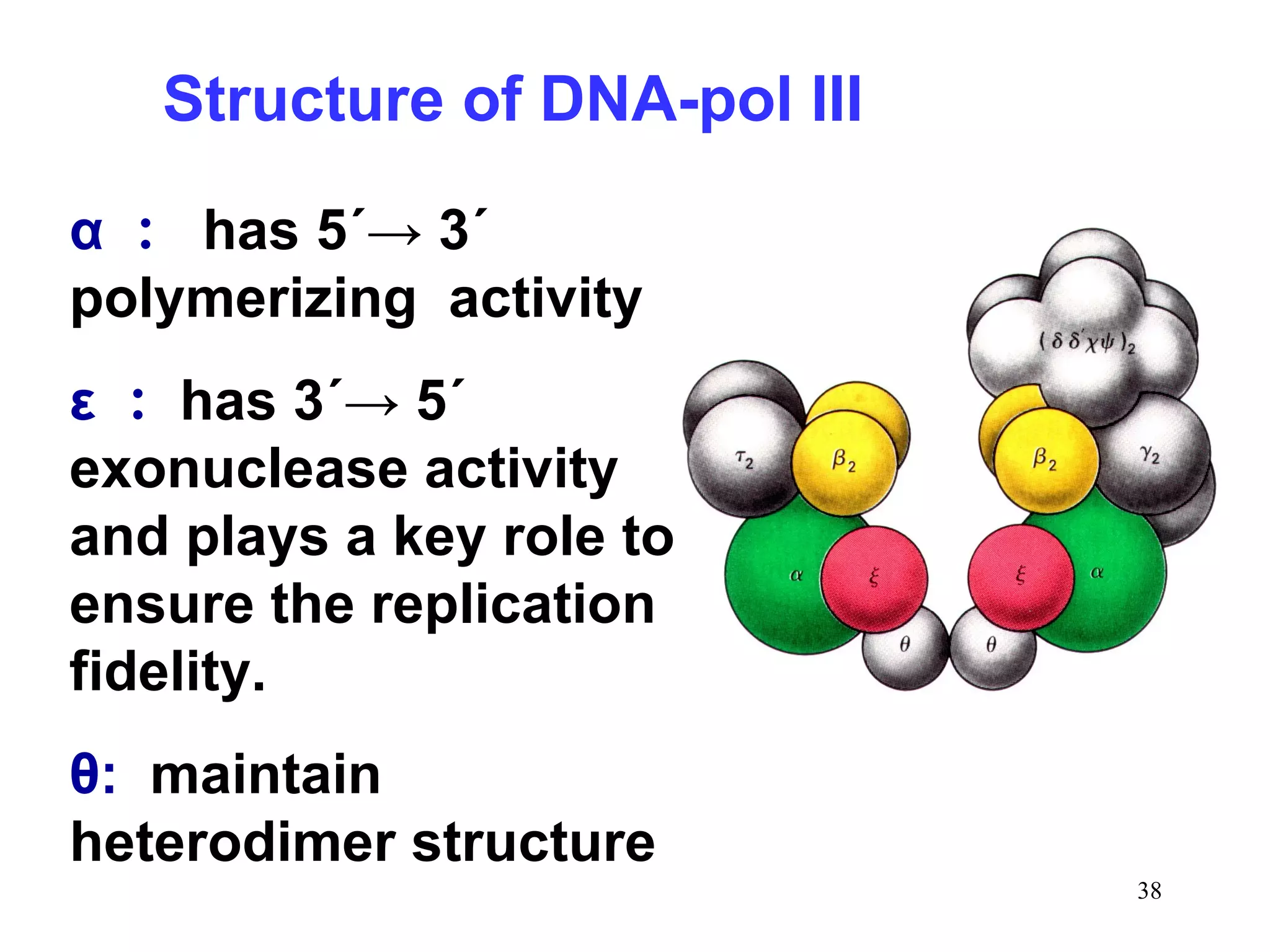 Structure of DNA-pol III
α ： has 5´→ 3´
polymerizing activity
ε ： has 3´→ 5´
exonuclease activity
and plays a key role to
ensure the replication
fidelity.
θ: maintain
heterodimer structure
38

 