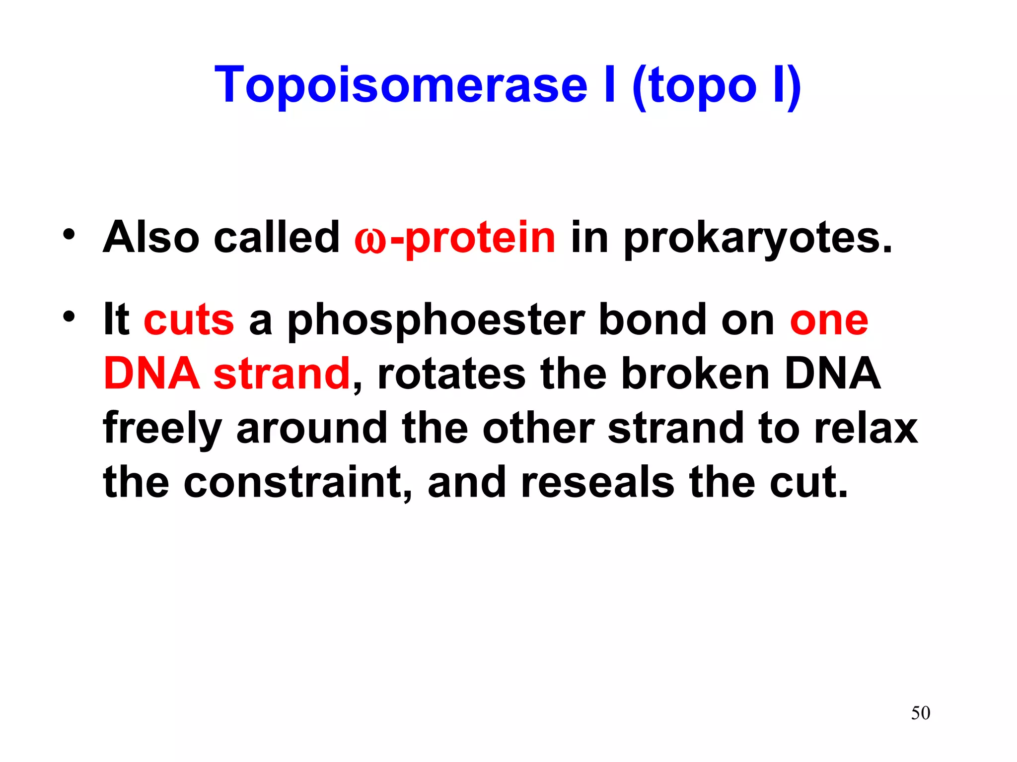 Topoisomerase I (topo I)
• Also called ω-protein in prokaryotes.
• It cuts a phosphoester bond on one
DNA strand, rotates the broken DNA
freely around the other strand to relax
the constraint, and reseals the cut.

50

 
