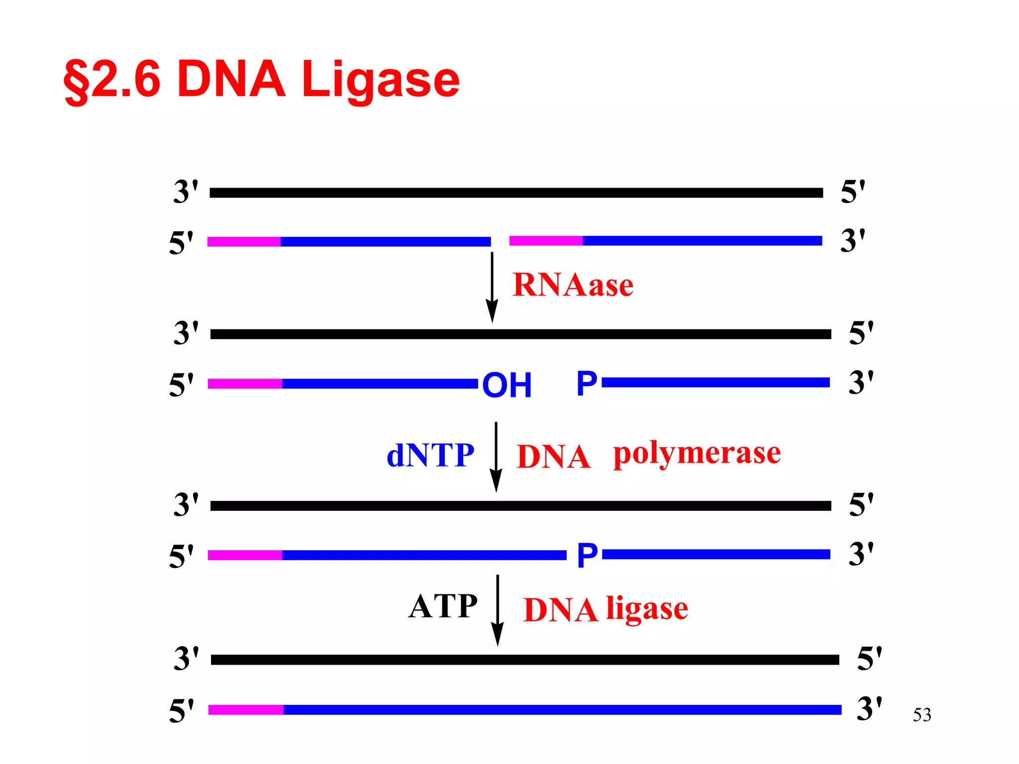 §2.6 DNA Ligase
3'
5'

5'
3'

RNAase
3'
5'

OH
dNTP

P

DNA polymerase

3'
P

5'

ATP
3'
5'

5'
3'
5'
3'

DNA ligase
5'
3'

53

 