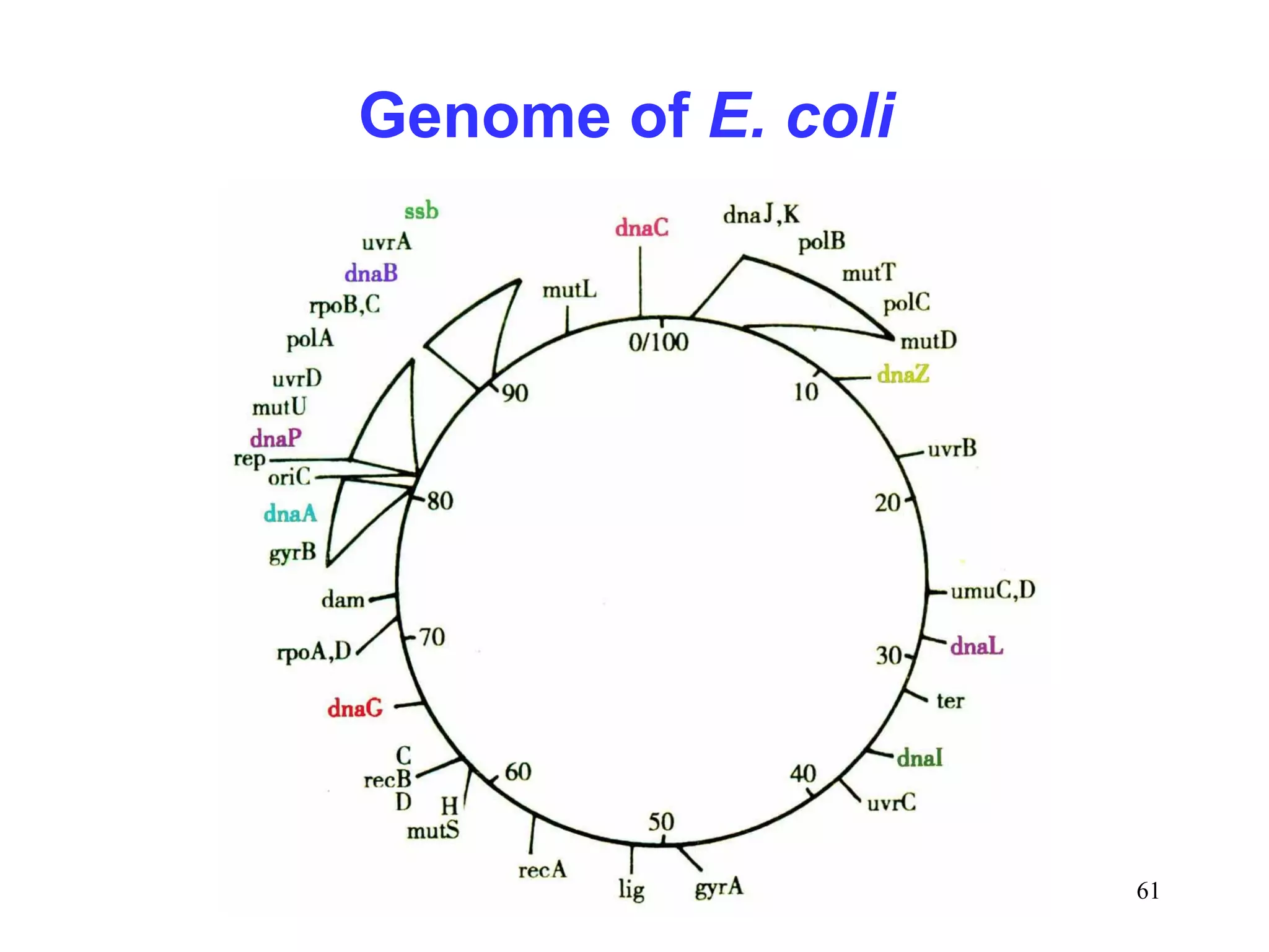 Genome of E. coli

61

 