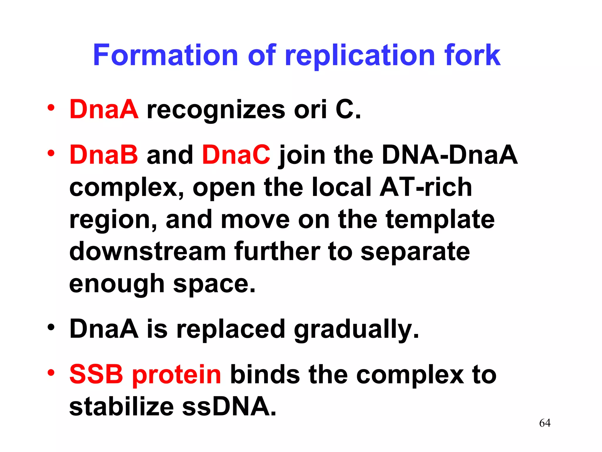 Formation of replication fork
• DnaA recognizes ori C.
• DnaB and DnaC join the DNA-DnaA
complex, open the local AT-rich
region, and move on the template
downstream further to separate
enough space.
• DnaA is replaced gradually.
• SSB protein binds the complex to
stabilize ssDNA.

64

 