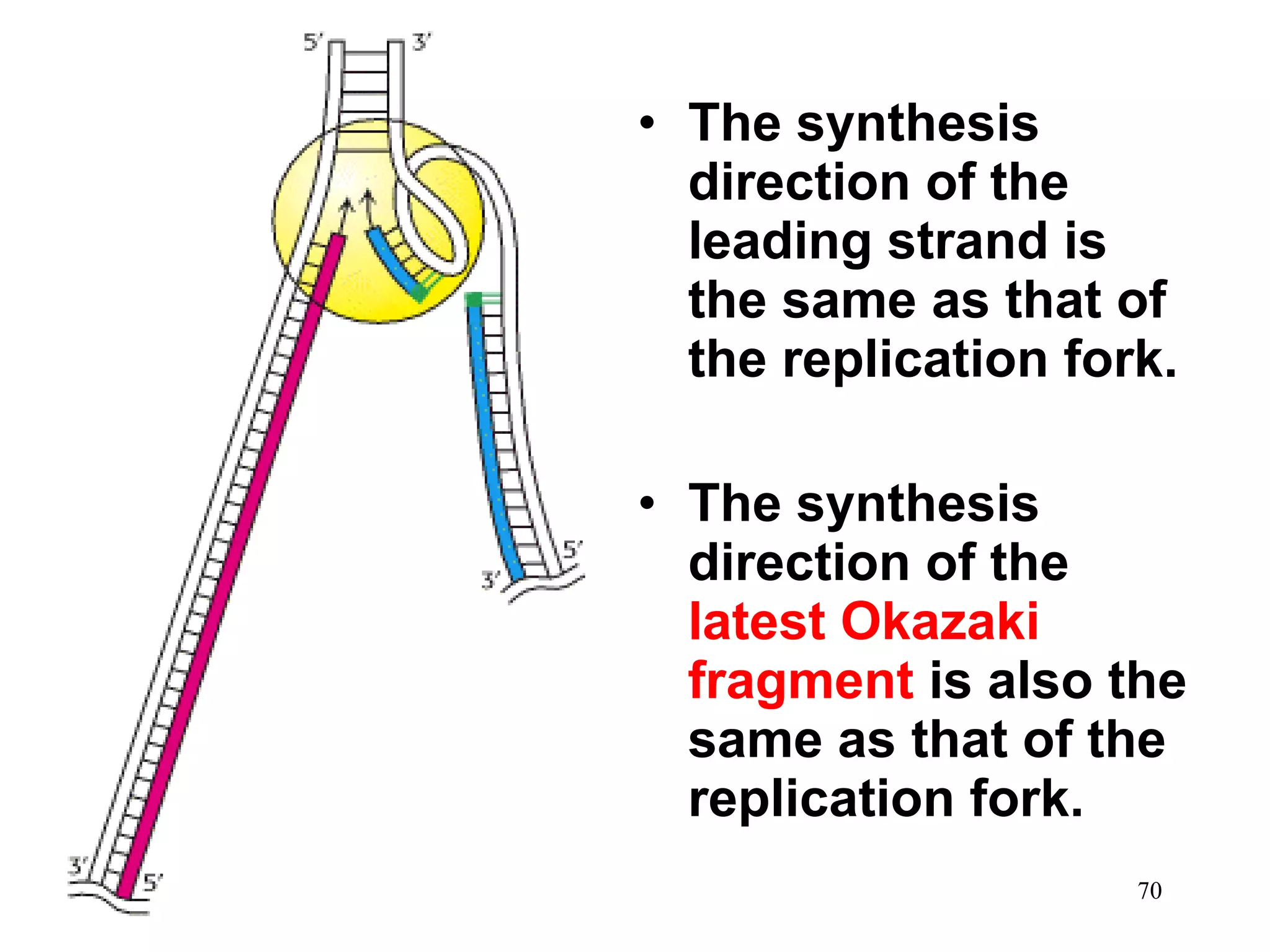 • The synthesis
direction of the
leading strand is
the same as that of
the replication fork.
• The synthesis
direction of the
latest Okazaki
fragment is also the
same as that of the
replication fork.
70

 