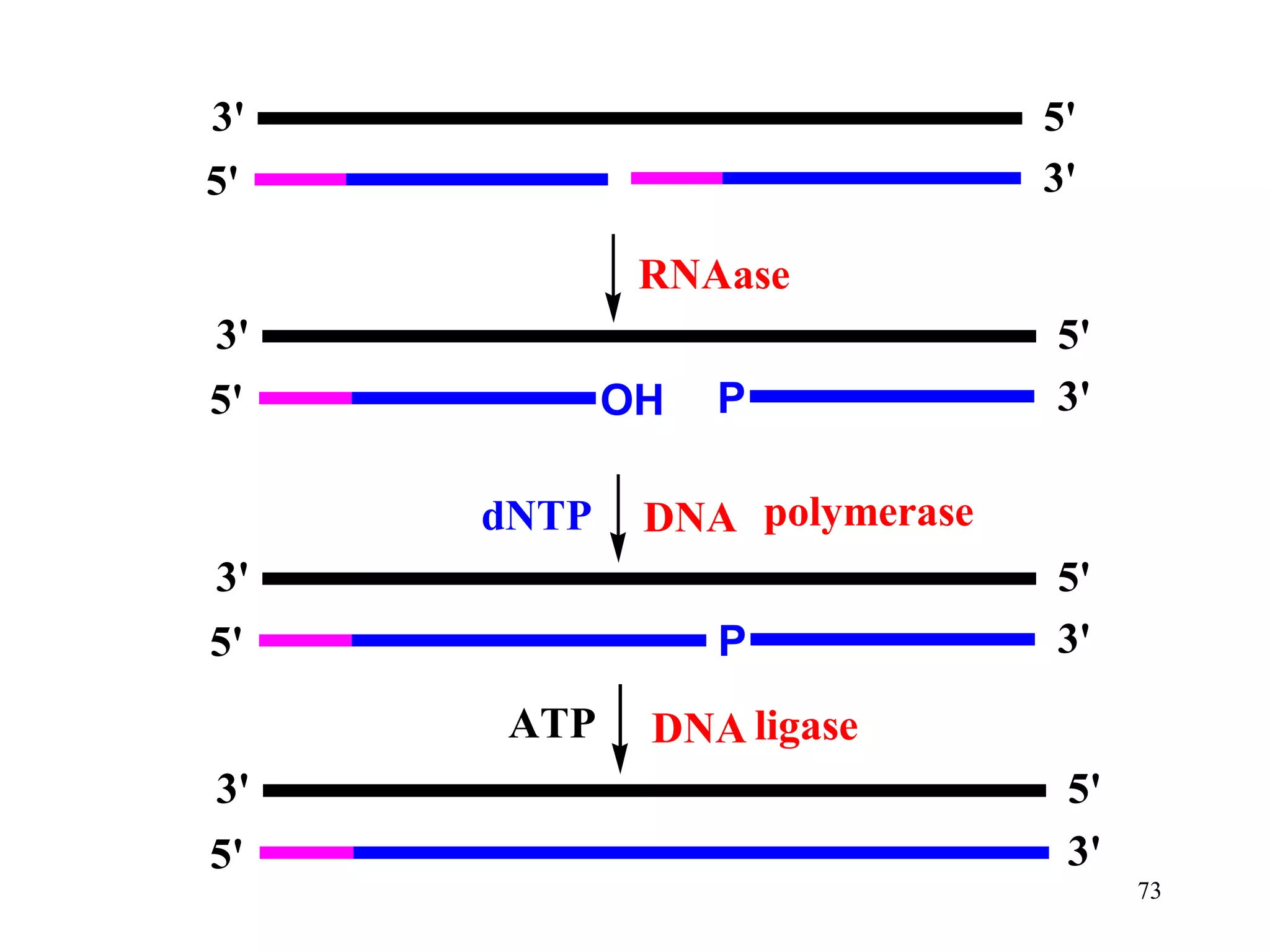 3'
5'

5'
3'

RNAase
3'
5'

OH
dNTP

P

DNA polymerase

3'
P

5'

ATP
3'
5'

5'
3'

5'
3'

DNA ligase
5'
3'
73

 