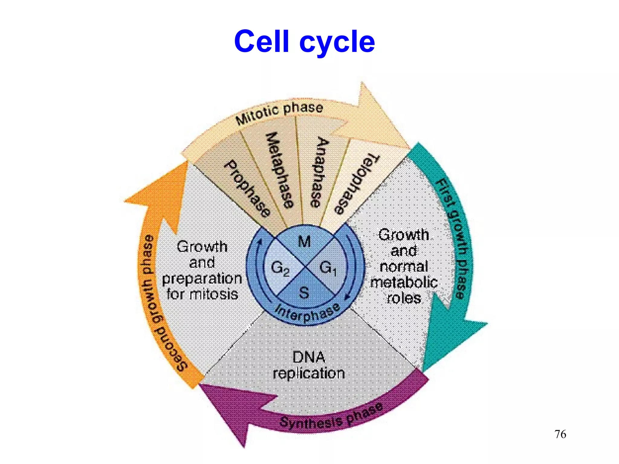 Cell cycle

76

 