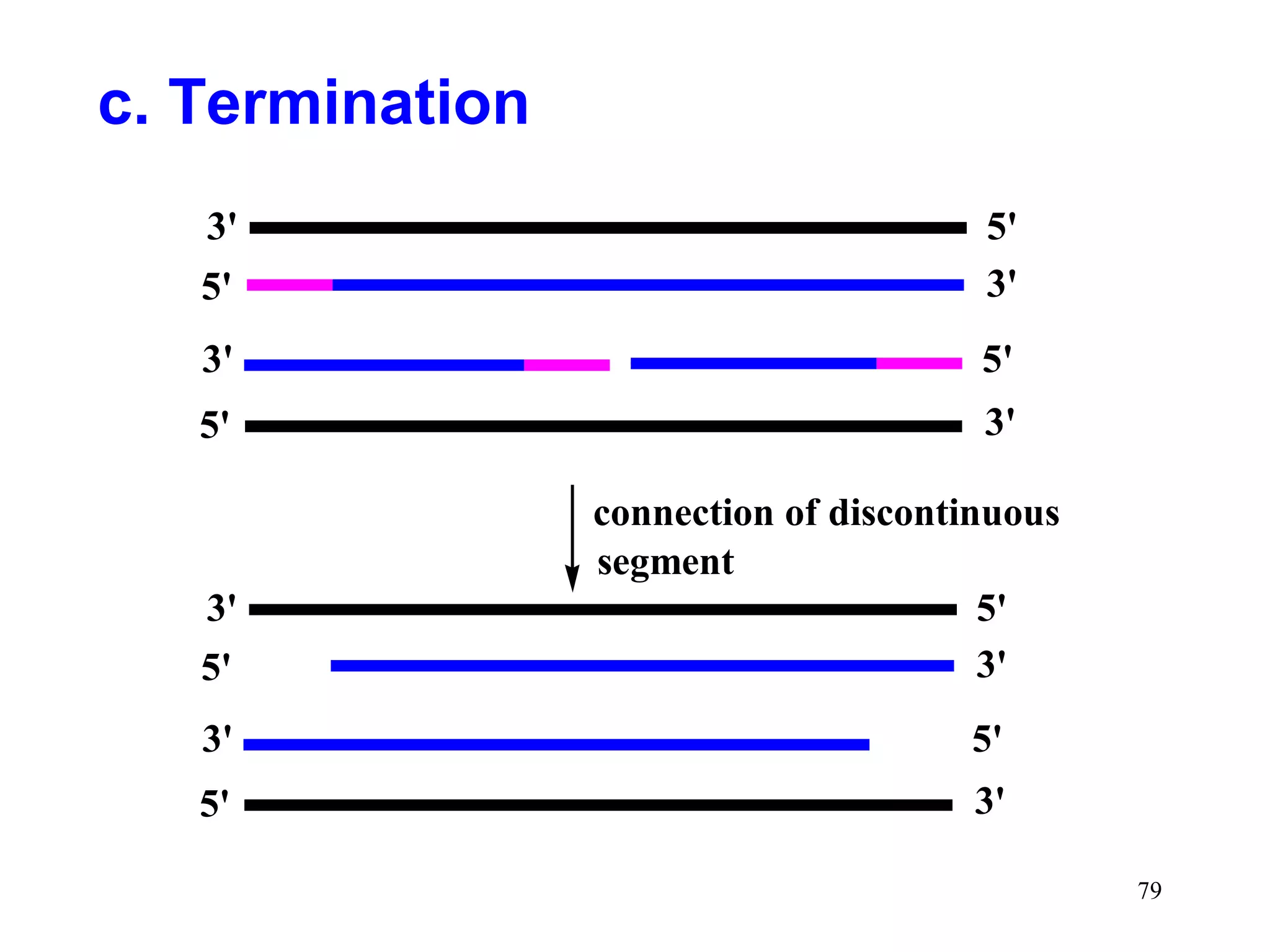 c. Termination
3'
5'

5'
3'

3'

5'

5'

3'

3'
5'

connection of discontinuous
segment
5'
3'

3'

5'

5'

3'
79

 