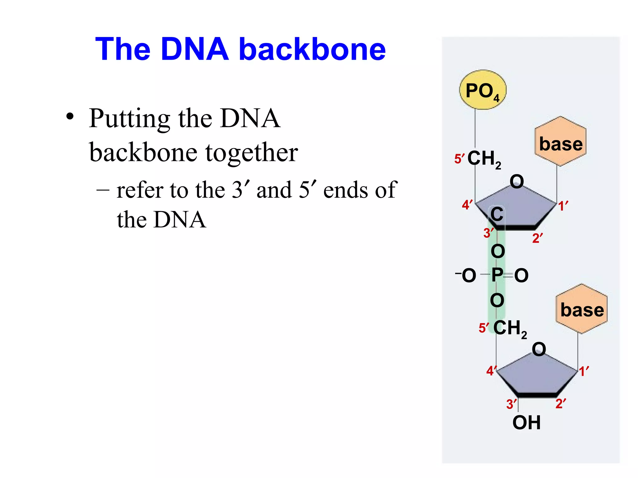 The DNA backbone
• Putting the DNA
backbone together
– refer to the 3′ and 5′ ends of
the DNA

PO4
5′ CH2
4′

base
O
1′

C
3′

O
–
O P O
O
5′ CH2

2′

base
O

4′

1′
3′

OH

2′

 