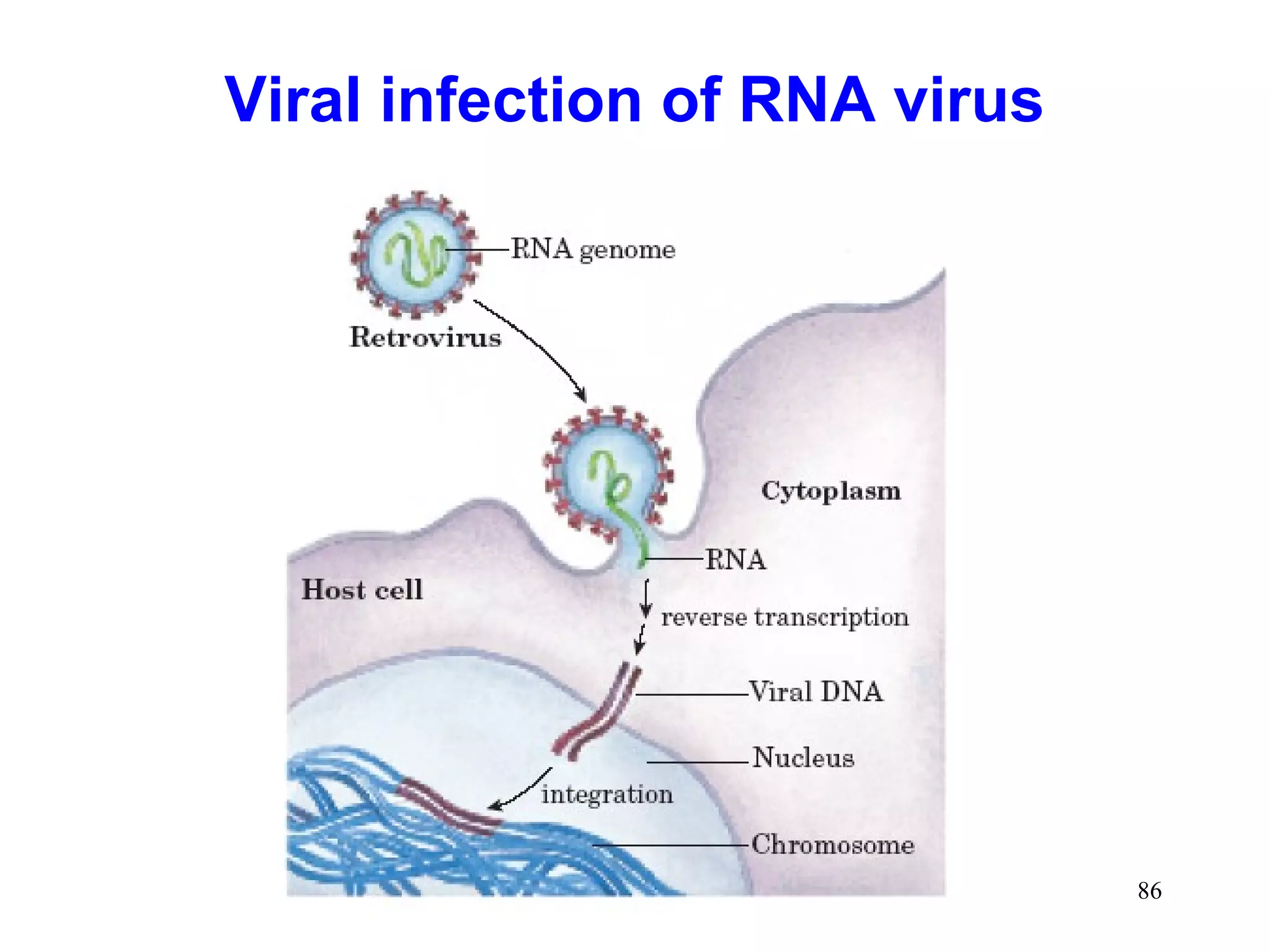 Viral infection of RNA virus

86

 