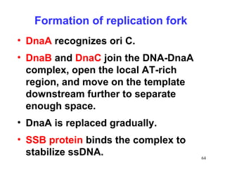 DNA Replication in eukaryotes and prokaryotes | PPT