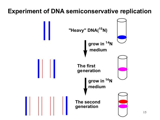 semi conservative replication of dna Dna replication is the process of copying a double-stranded dna molecule both strands serve as templates for the reproduction of the opposite strand the process is sometimes called semi-conservative replication because the daughter dna from the original parent strand contains half of the original and half of the newly synthesized dna. semi conservative replication of dna Dna replication is the process of copying a double-stranded dna molecule both strands serve as templates for the reproduction of the opposite strand the process is sometimes called semi-conservative replication because the daughter dna from the original parent strand contains half of the original and half of the newly synthesized dna.