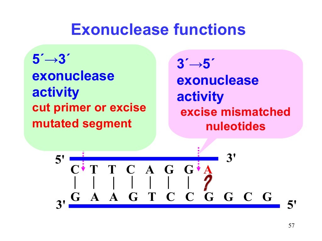 DNA Replication In Prokaryotes And Eukaryotes Dna replication in prokaryotes and eukaryotes