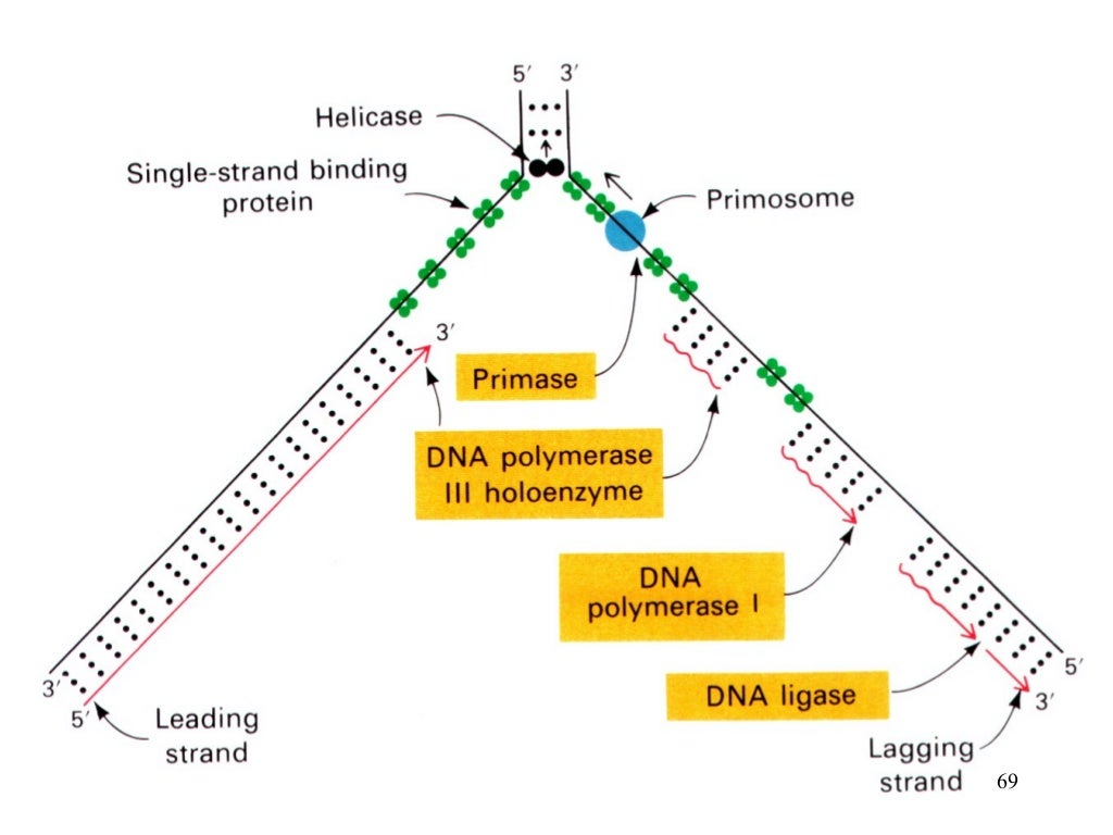DNA Replication in eukaryotes and prokaryotes