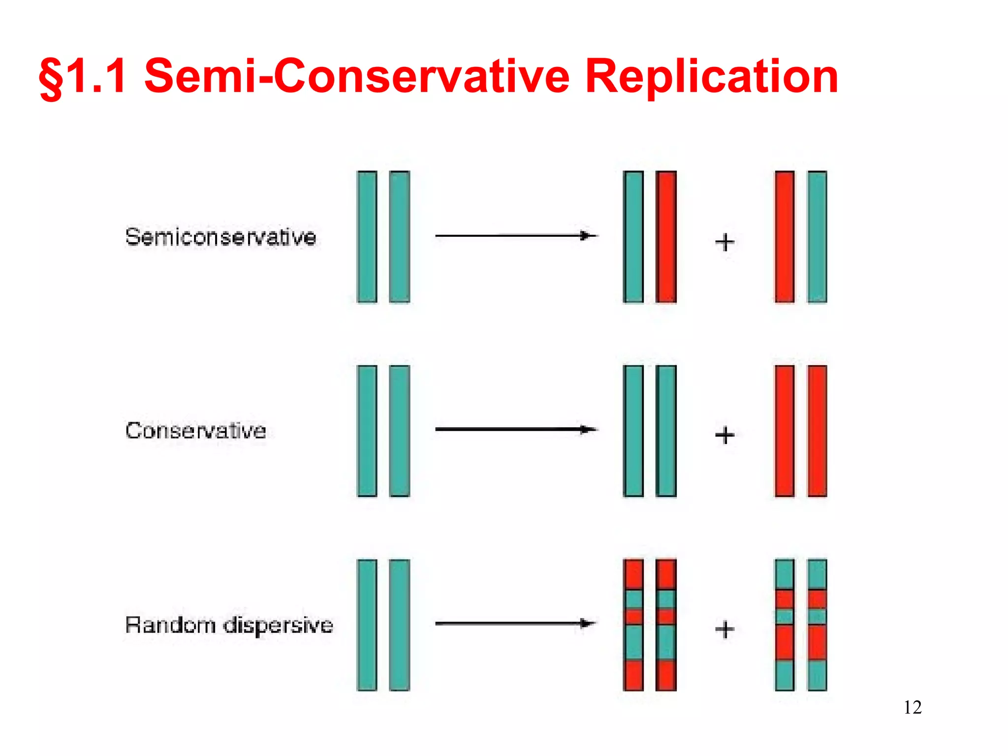 §1.1 Semi-Conservative Replication
12
 