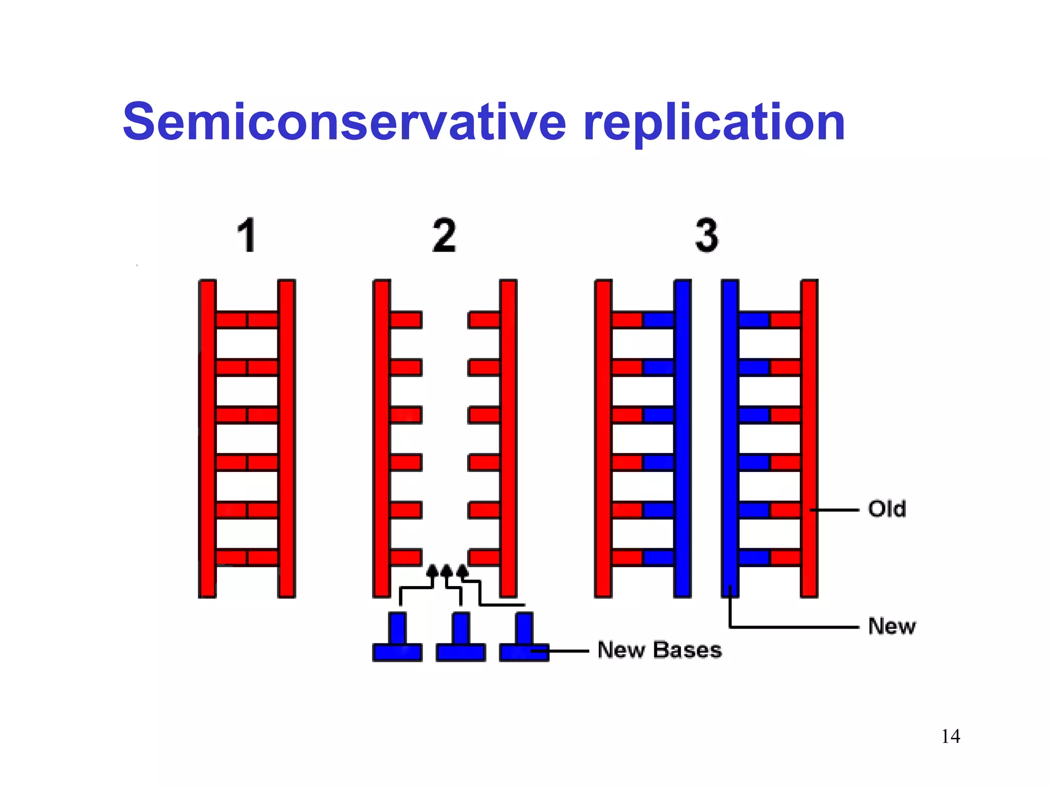 Semiconservative replication
14
 