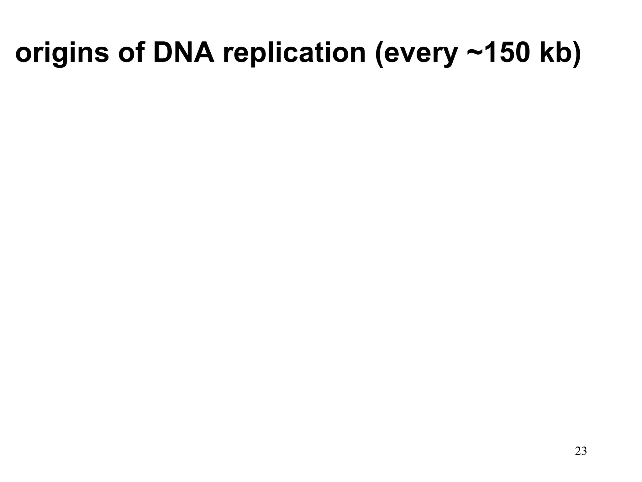 origins of DNA replication (every ~150 kb)
23
 