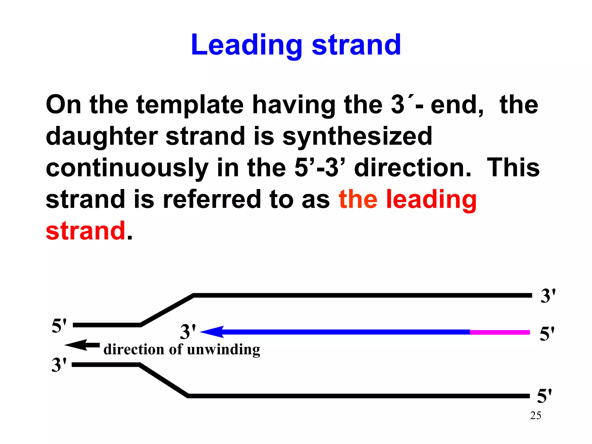 5'
3'
3'
5'
5'
direction of unwinding
3'
On the template having the 3´- end, the
daughter strand is synthesized
continuously in the 5’-3’ direction. This
strand is referred to as the leading
strand.
Leading strand
25
 