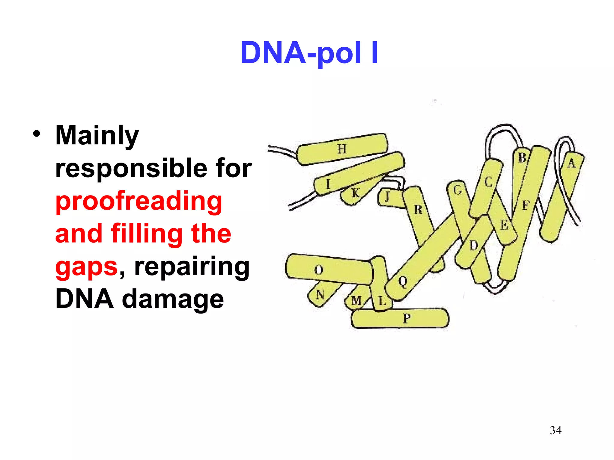 DNA-pol I
• Mainly
responsible for
proofreading
and filling the
gaps, repairing
DNA damage
34
 