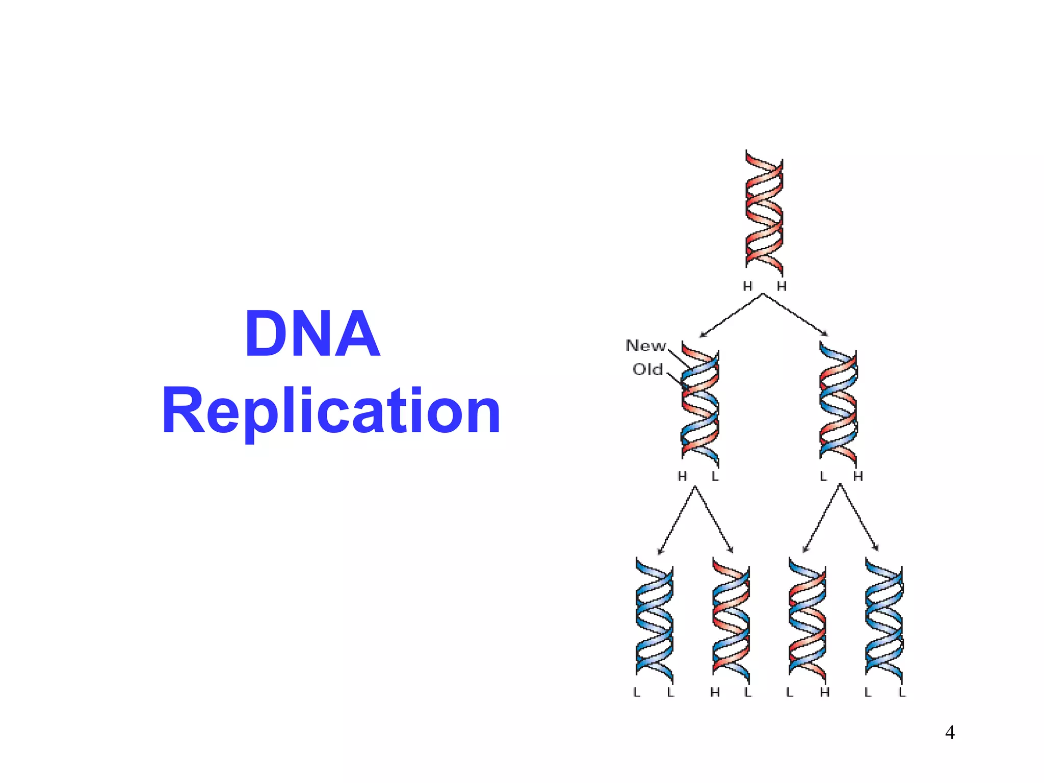 DNA
Replication
4
 