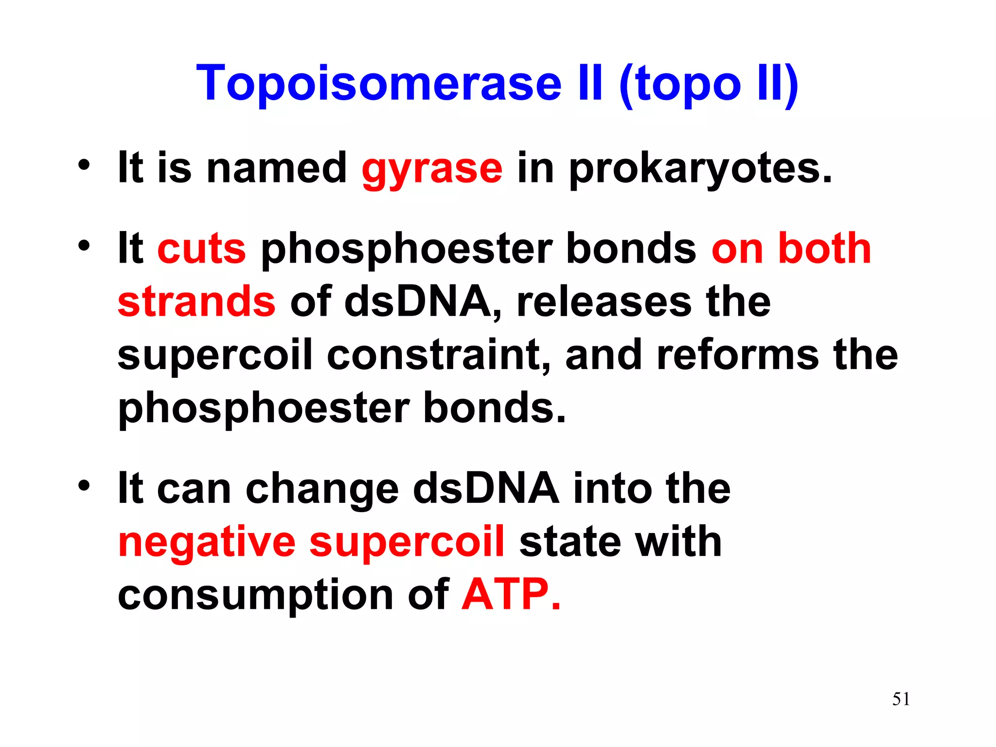 • It is named gyrase in prokaryotes.
• It cuts phosphoester bonds on both
strands of dsDNA, releases the
supercoil constraint, and reforms the
phosphoester bonds.
• It can change dsDNA into the
negative supercoil state with
consumption of ATP.
Topoisomerase II (topo II)
51
 