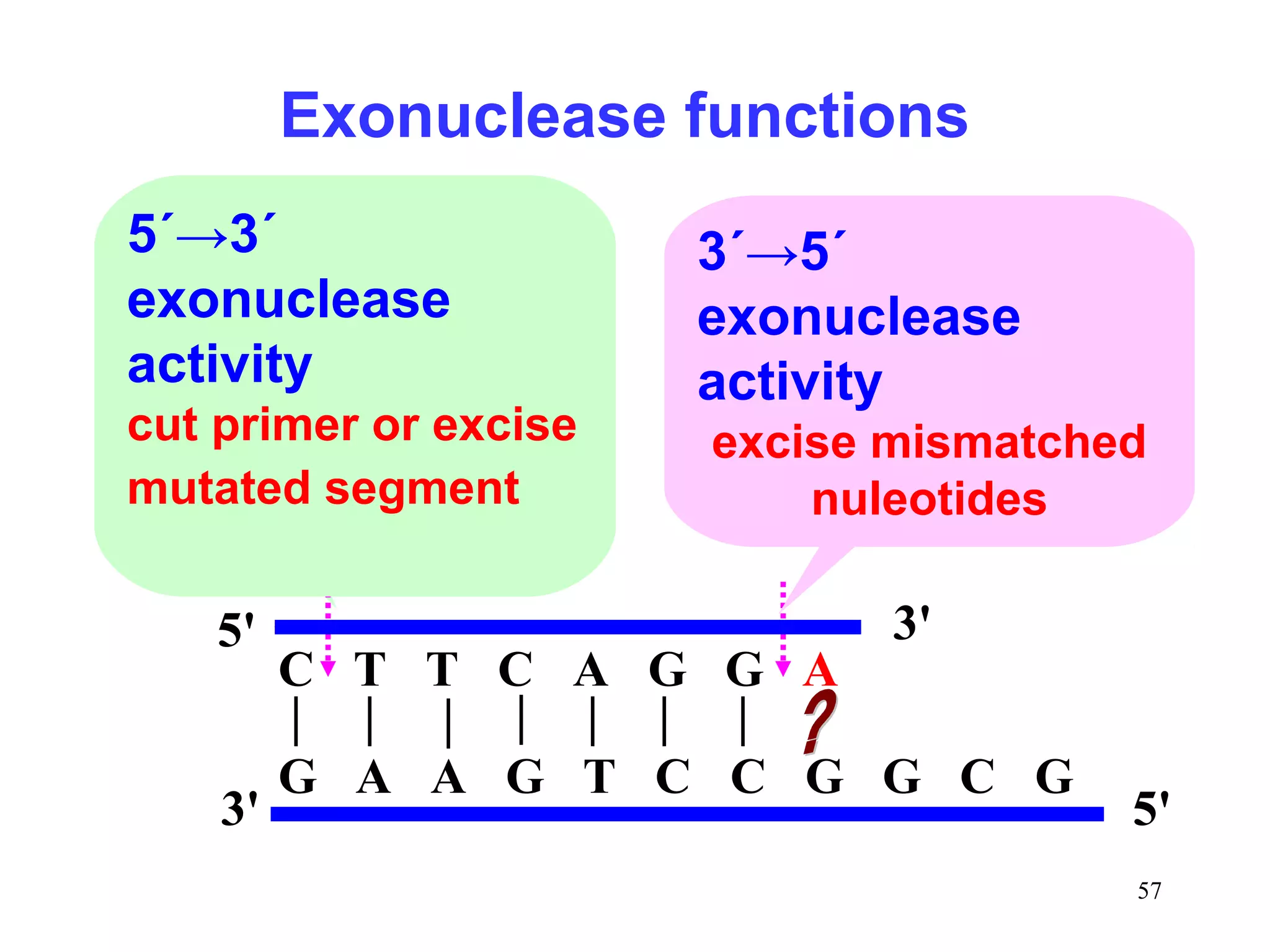 3´→5´
exonuclease
activity
excise mismatched
nuleotides
5´→3´
exonuclease
activity
cut primer or excise
mutated segment
C T T C A G G A
G A A G T C C G G C G
5' 3'
3' 5'
Exonuclease functions
57
 