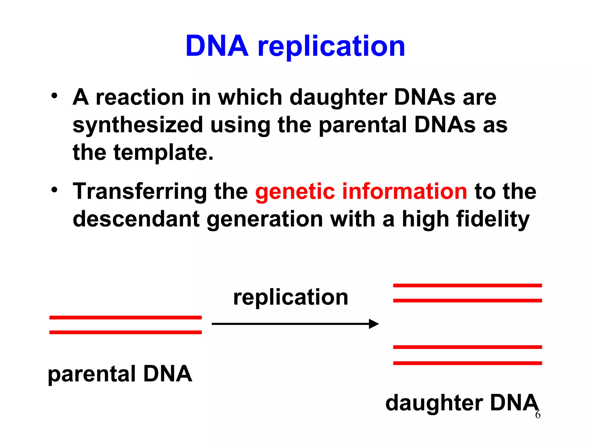 DNA replication
• A reaction in which daughter DNAs are
synthesized using the parental DNAs as
the template.
• Transferring the genetic information to the
descendant generation with a high fidelity
replication
parental DNA
daughter DNA6
 