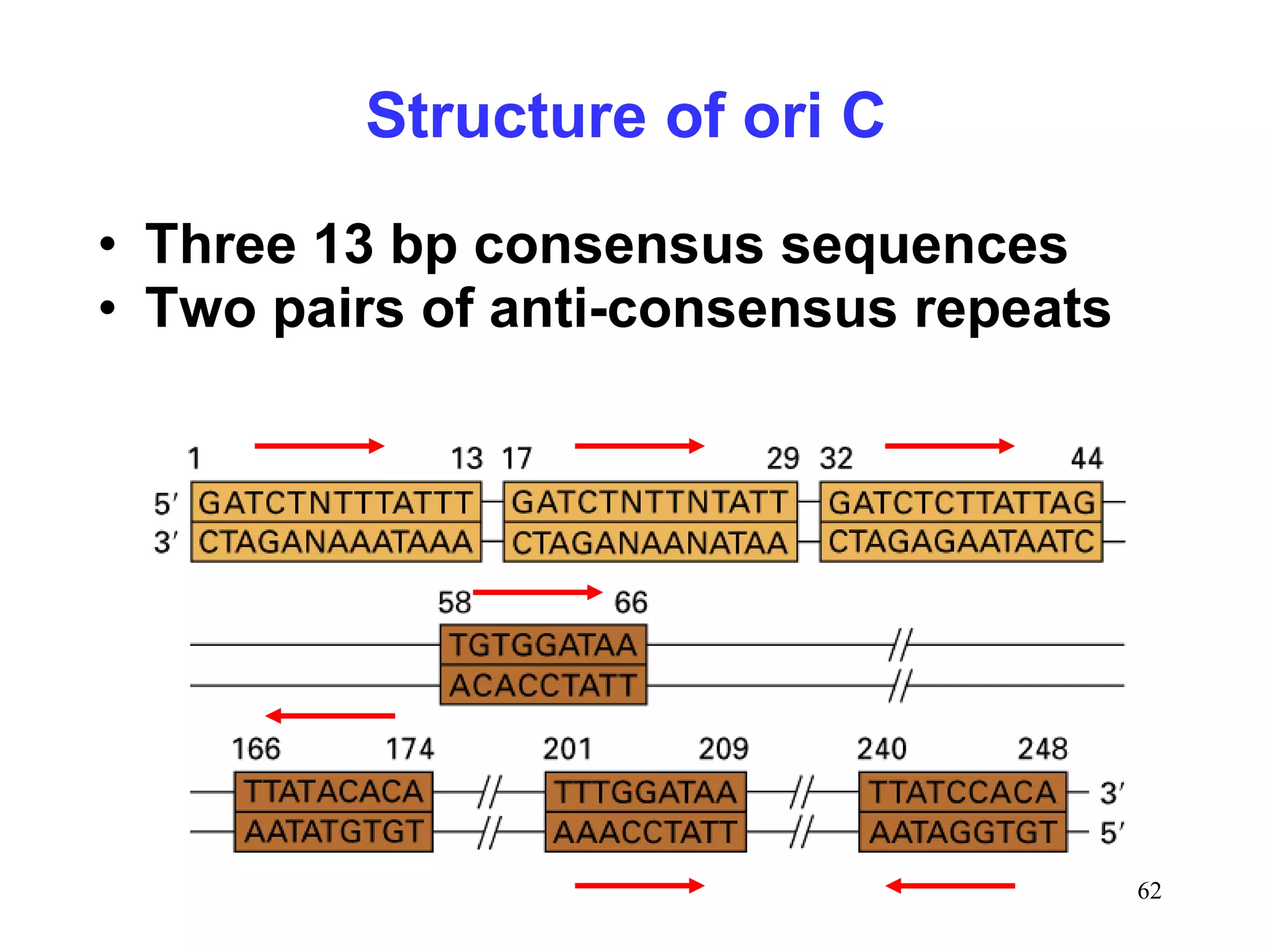 • Three 13 bp consensus sequences
• Two pairs of anti-consensus repeats
Structure of ori C
62
 