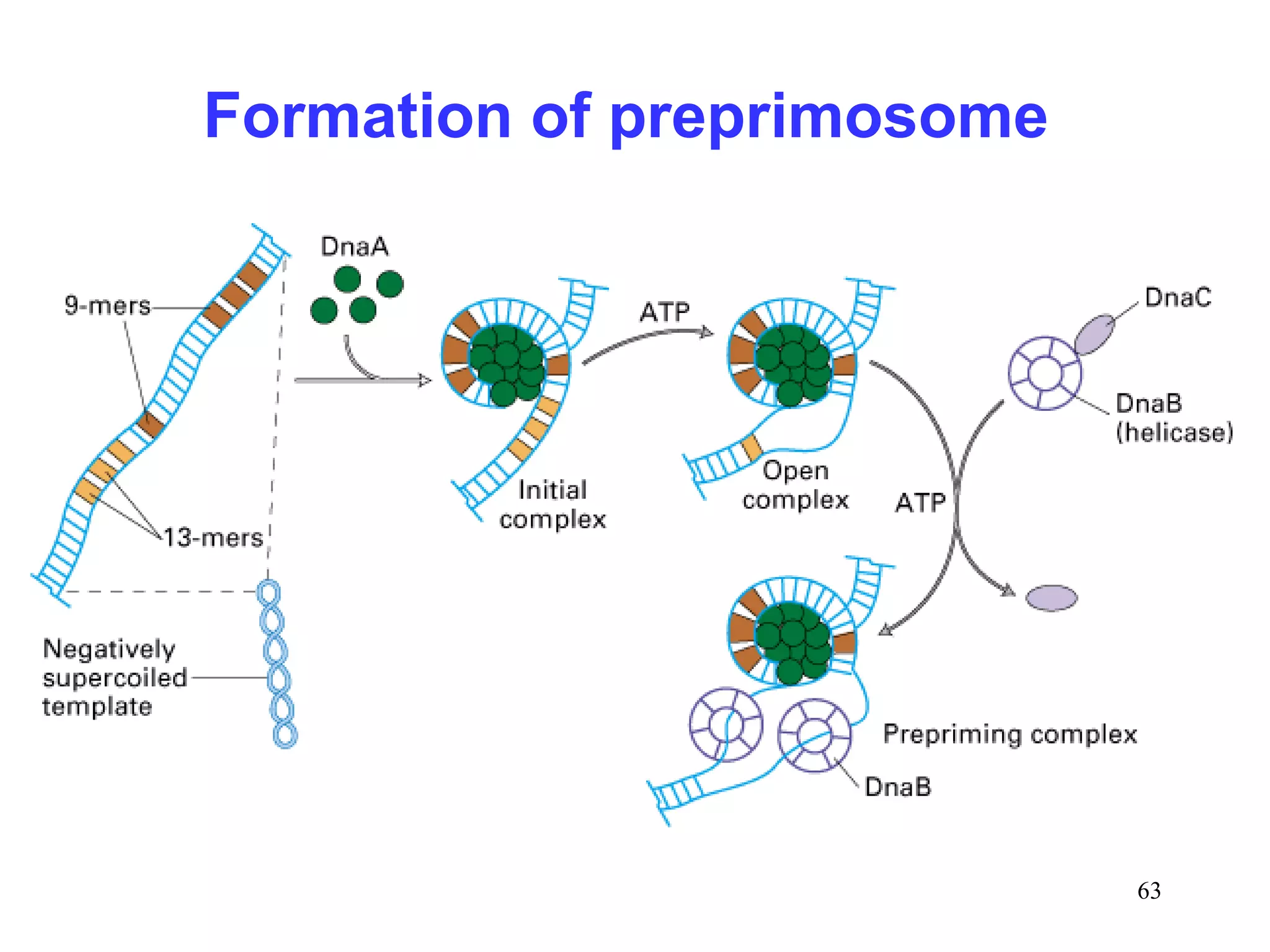 Formation of preprimosome
63
 