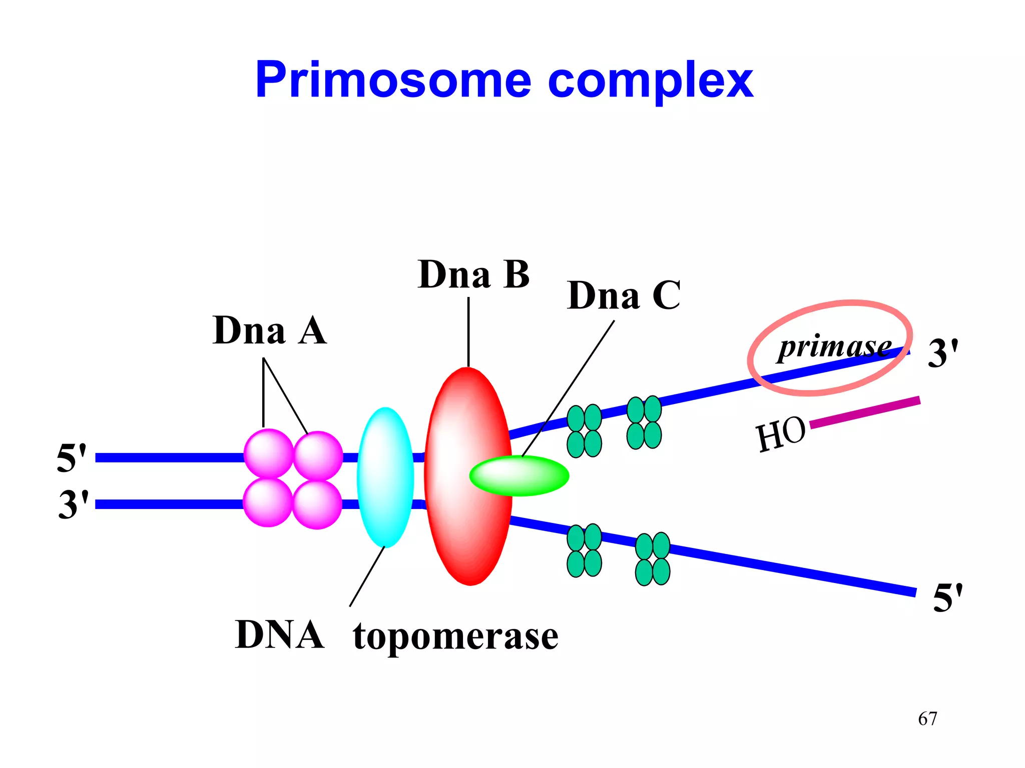 Dna A
Dna B
Dna C
DNA topomerase
5'
3'
3'
5'
primase
Primosome complex
67
 
