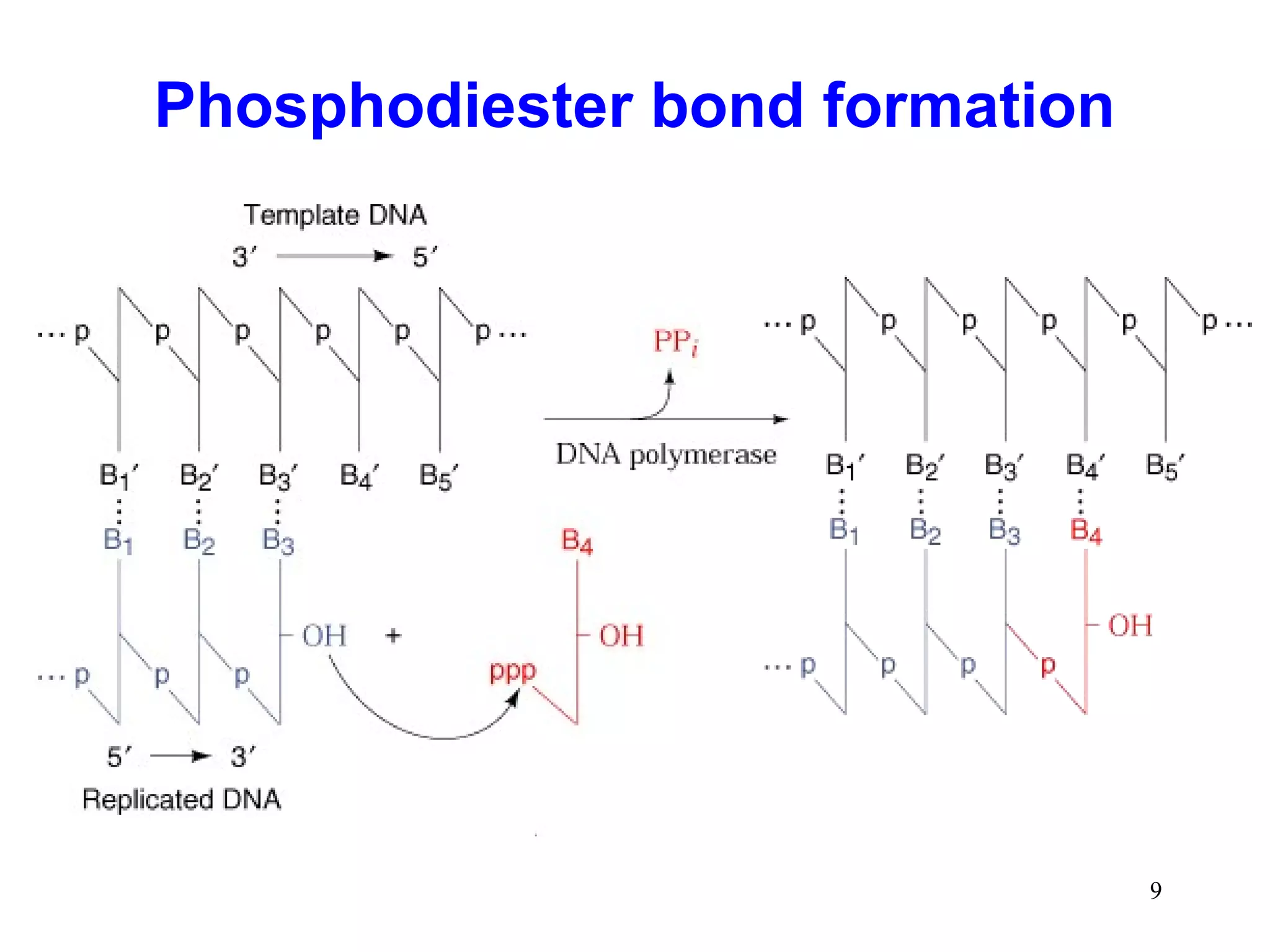 Phosphodiester bond formation
9
 